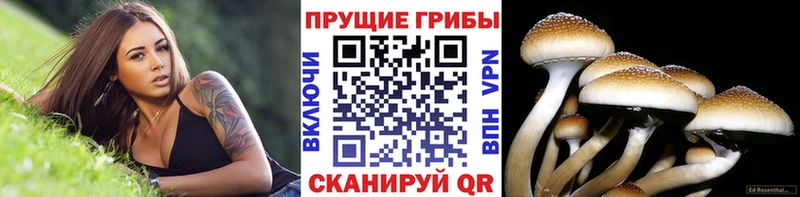 Галлюциногенные грибы мицелий  KRAKEN tor  Жиздра 